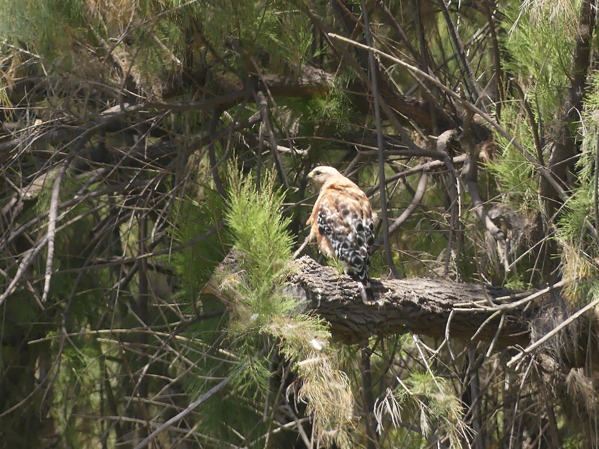 Busardo Pechirrojo - ML647896660