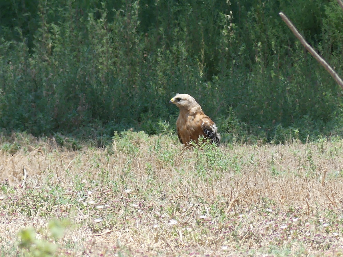 Busardo Pechirrojo - ML647896661