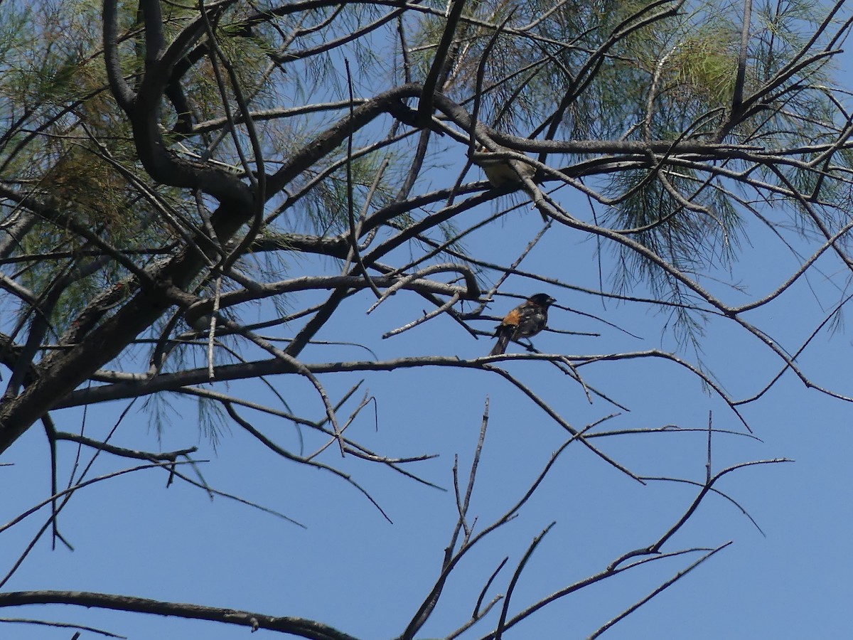 Picogrueso Cabecinegro - ML647896666