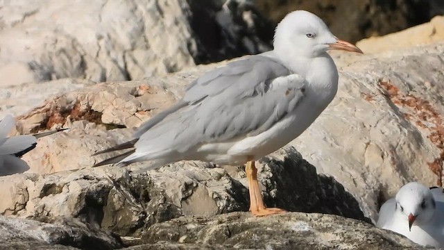 Slender-billed Gull - ML647896709