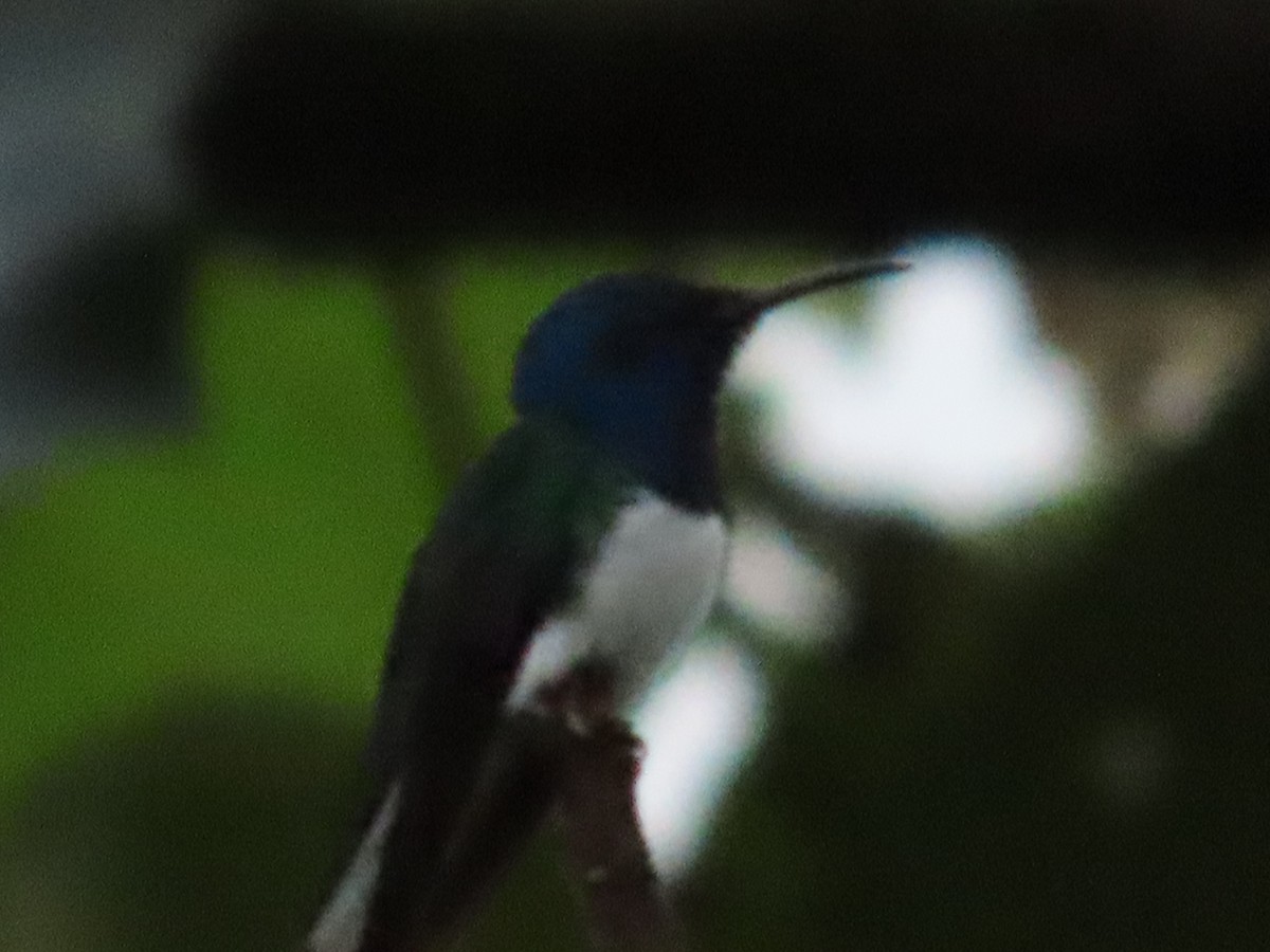 シロエリハチドリ - ML647896745