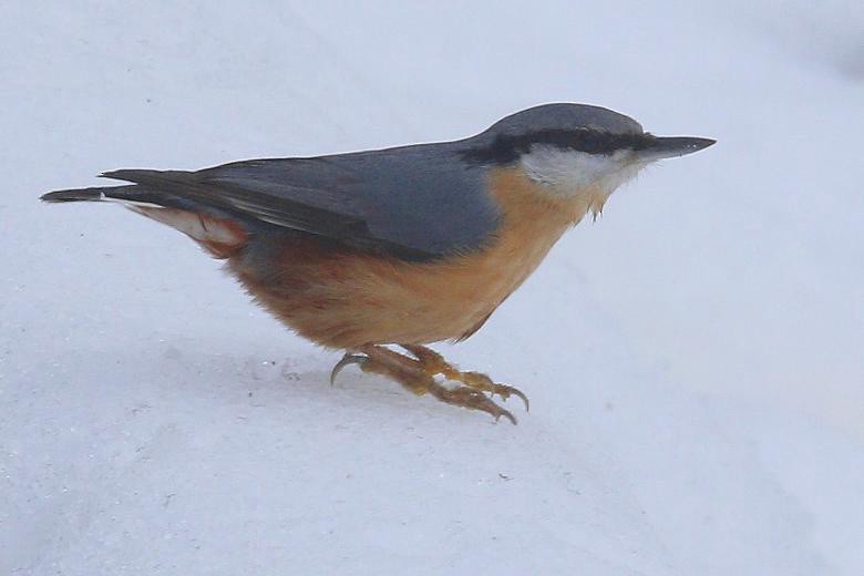 Trepador Azul (grupo europaea) - ML647896747