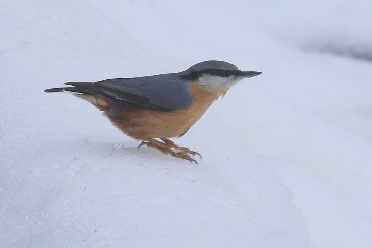 Trepador Azul (grupo europaea) - ML647896753