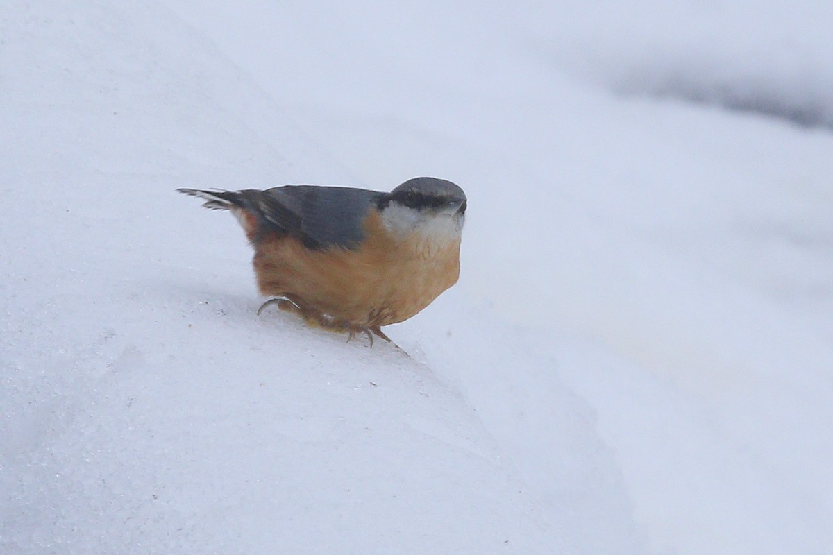 Trepador Azul (grupo europaea) - ML647896759