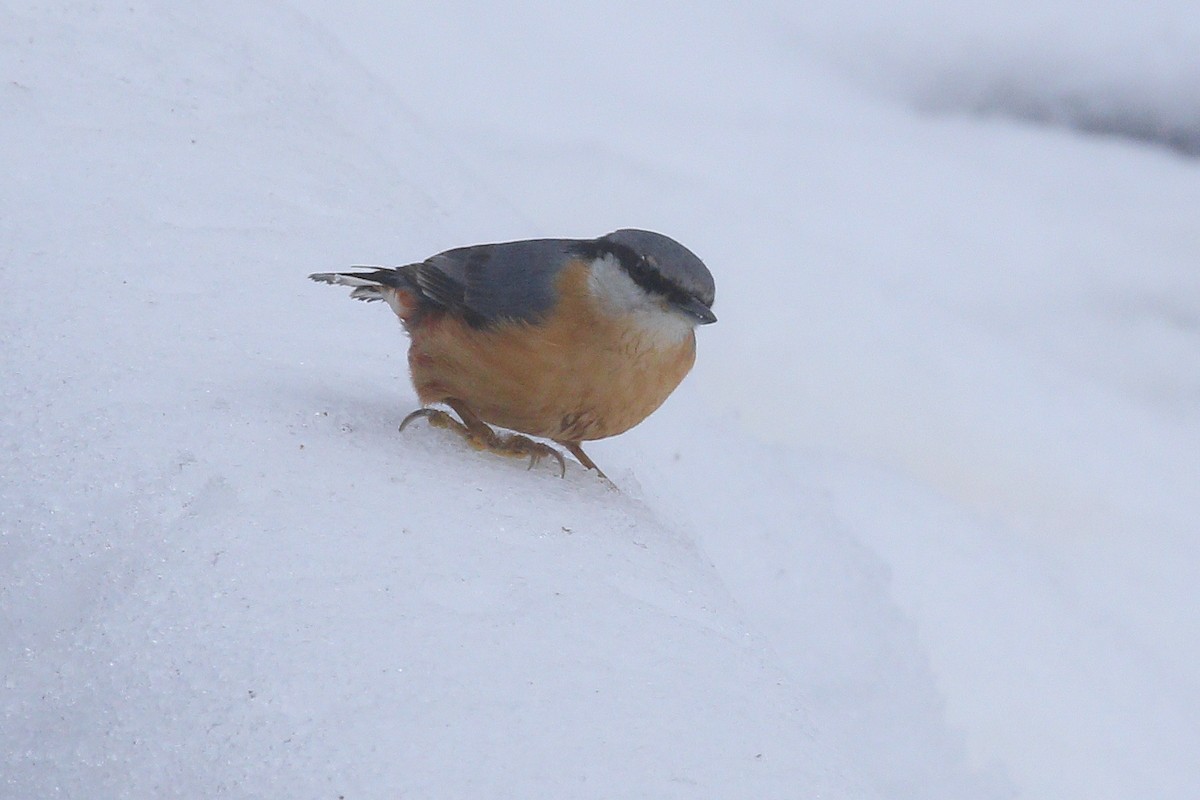 Trepador Azul (grupo europaea) - ML647896760