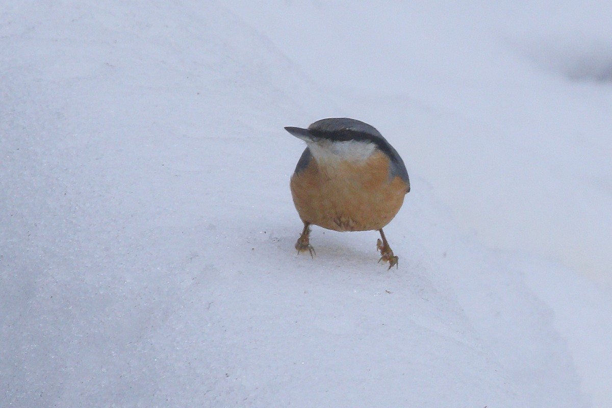 Trepador Azul (grupo europaea) - ML647896763