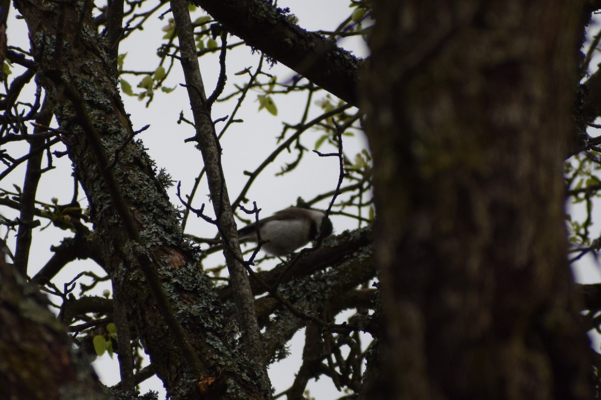 バルカンコガラ - ML647896787