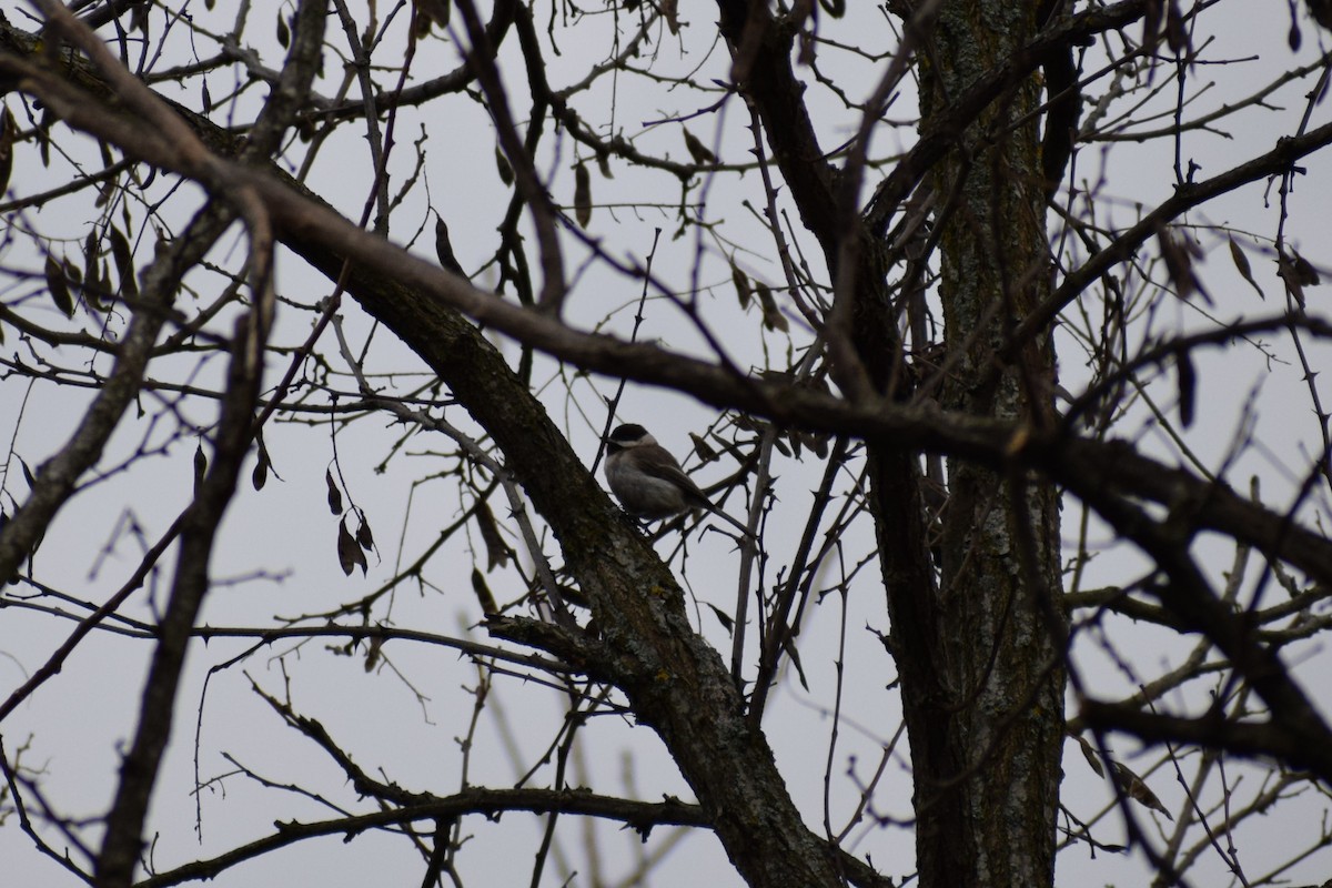 バルカンコガラ - ML647896788