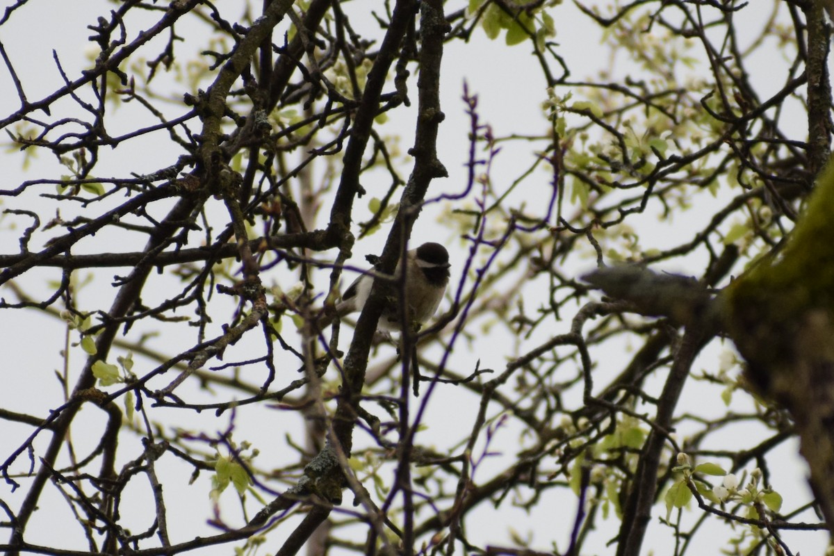 バルカンコガラ - ML647896789