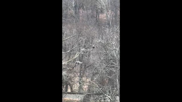 ハクトウワシ - ML647896790