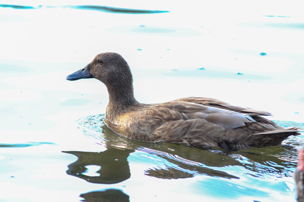 マガモ（アヒル、家畜） - ML647896791