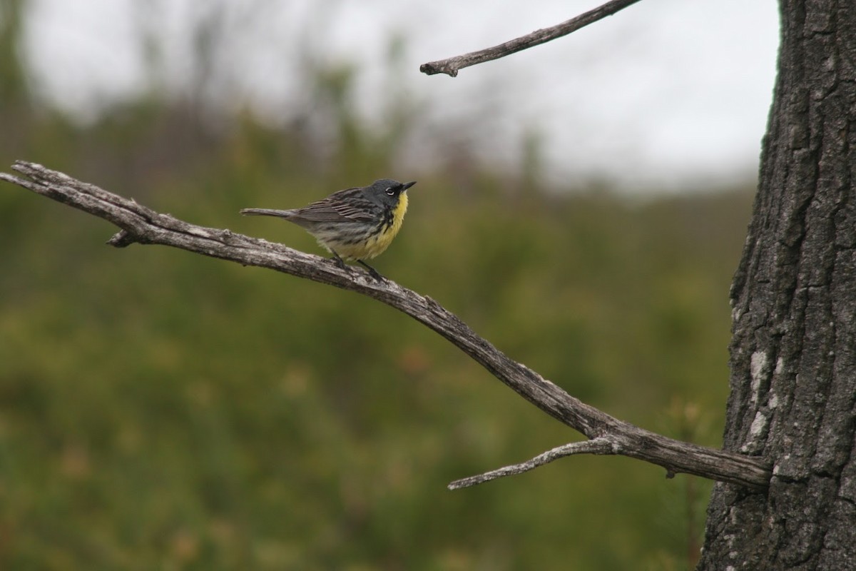 カートランドアメリカムシクイ - ML647896793