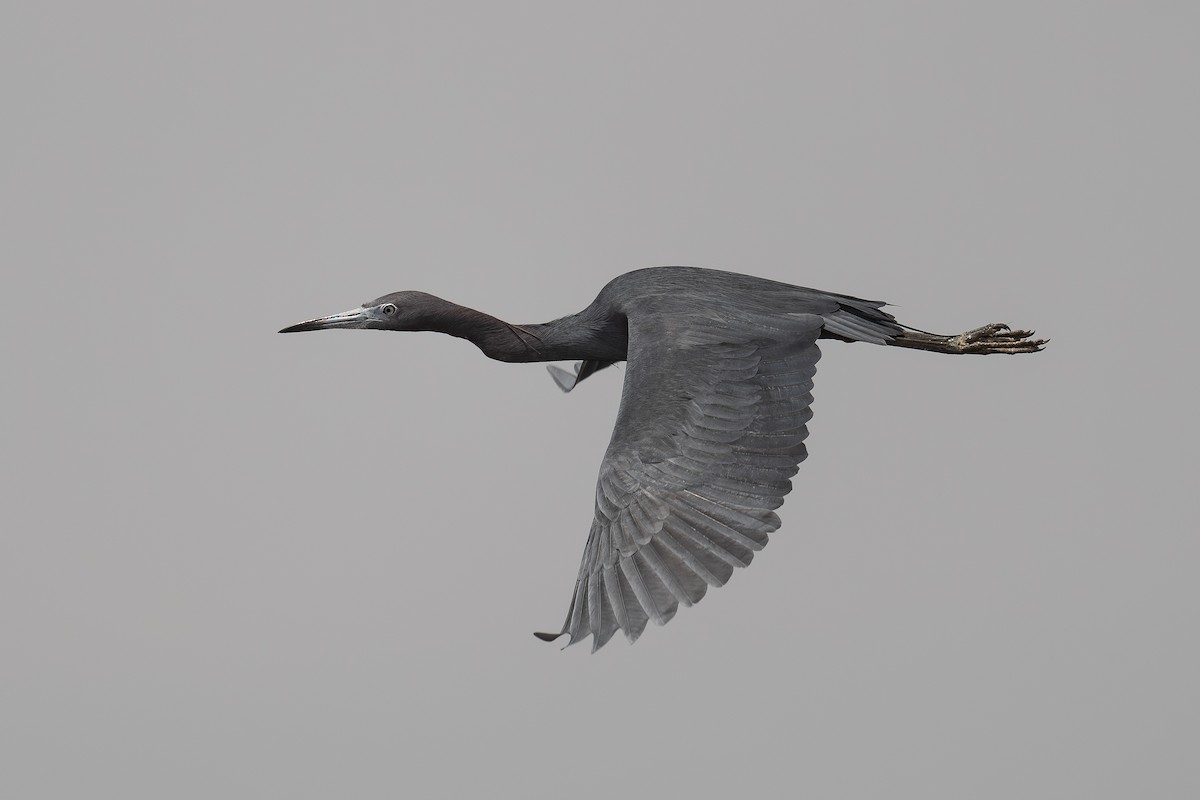 ヒメアカクロサギ - ML647896794