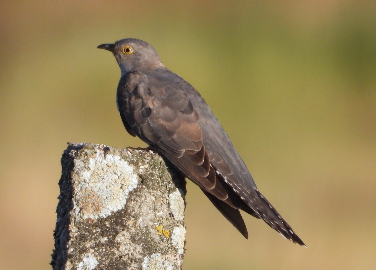 カッコウ - ML647896795