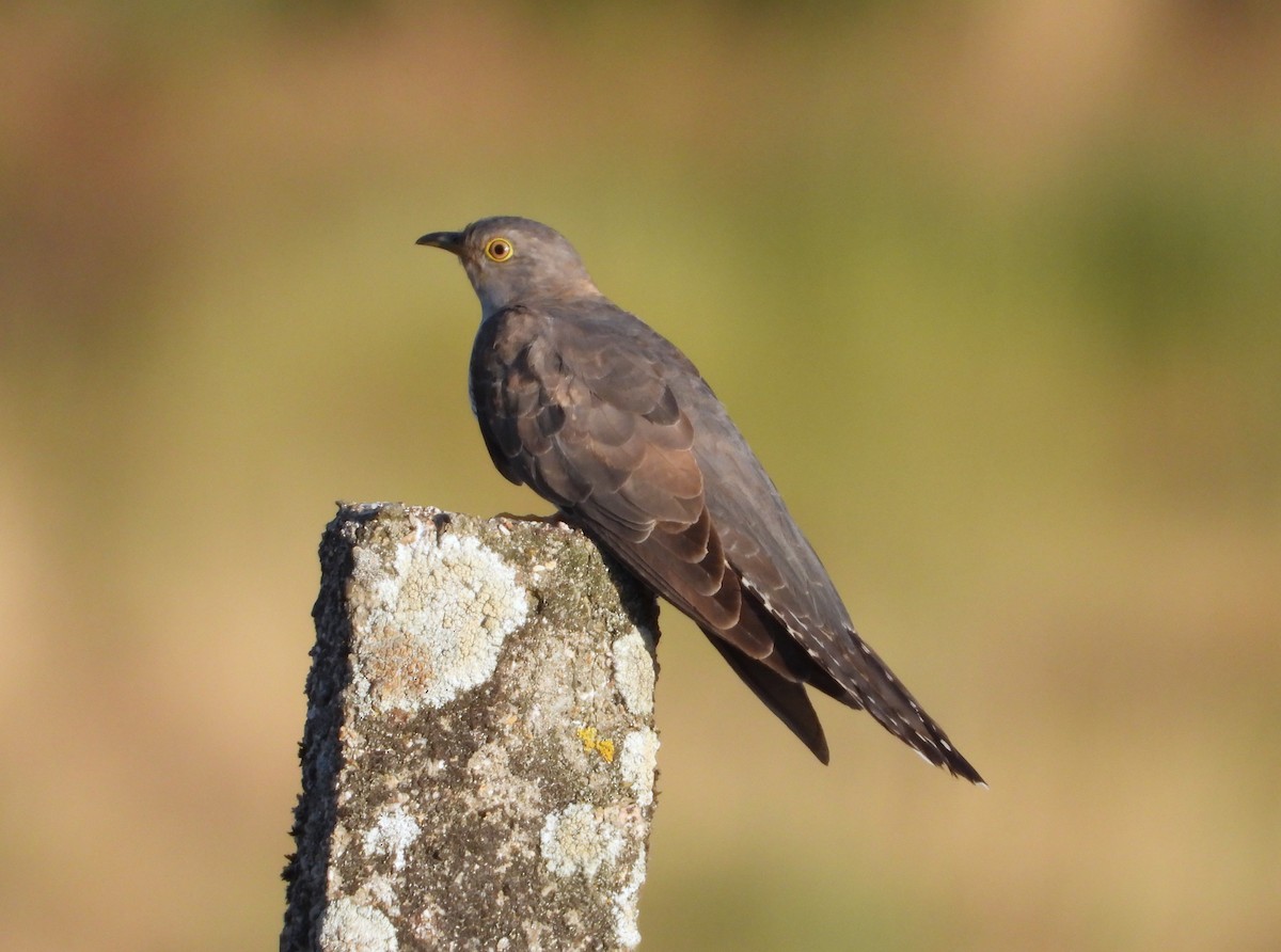 カッコウ - ML647896796