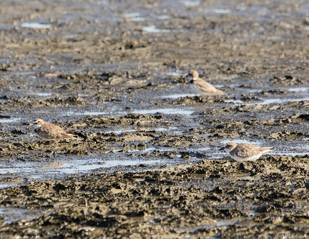 ウィルソンチドリ - ML647896797