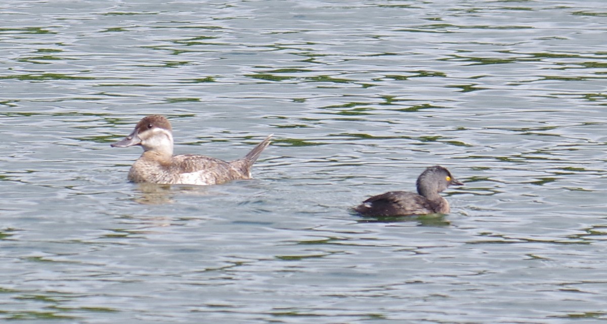 アカオタテガモ - ML647896798