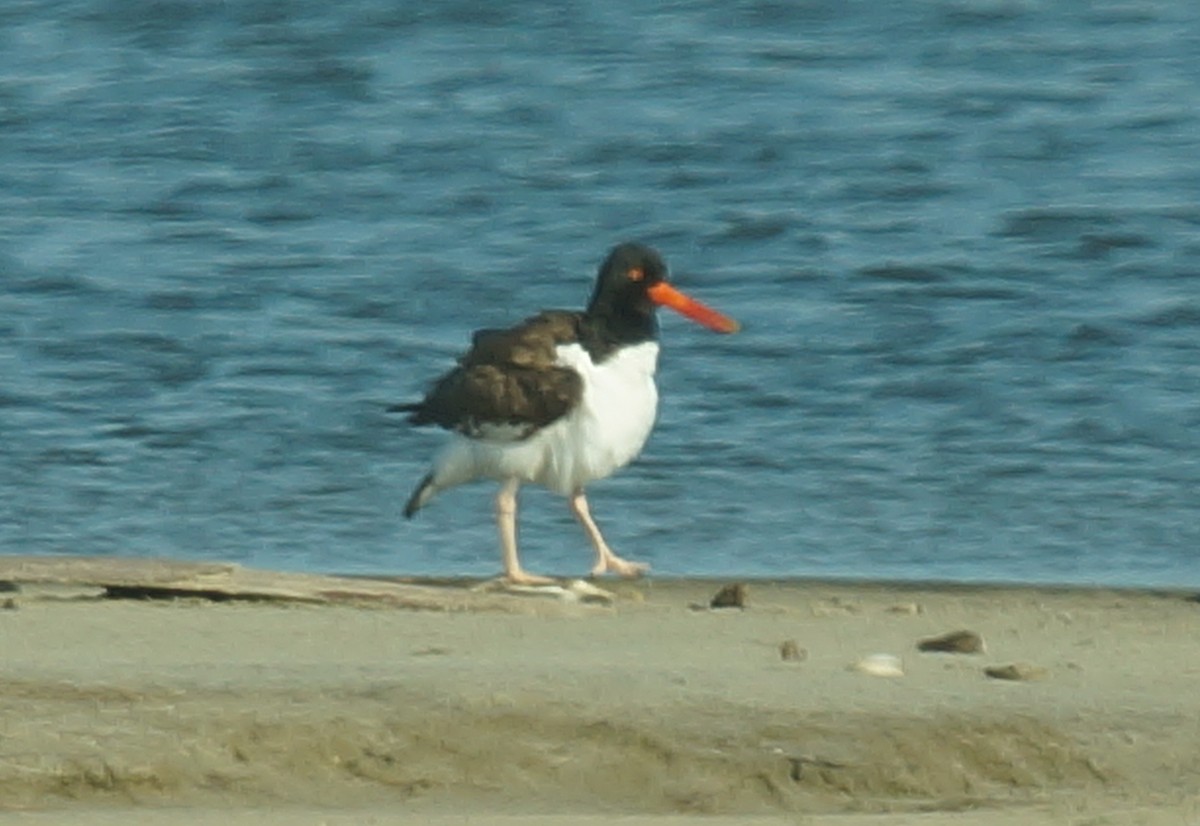 アメリカミヤコドリ - ML647896799