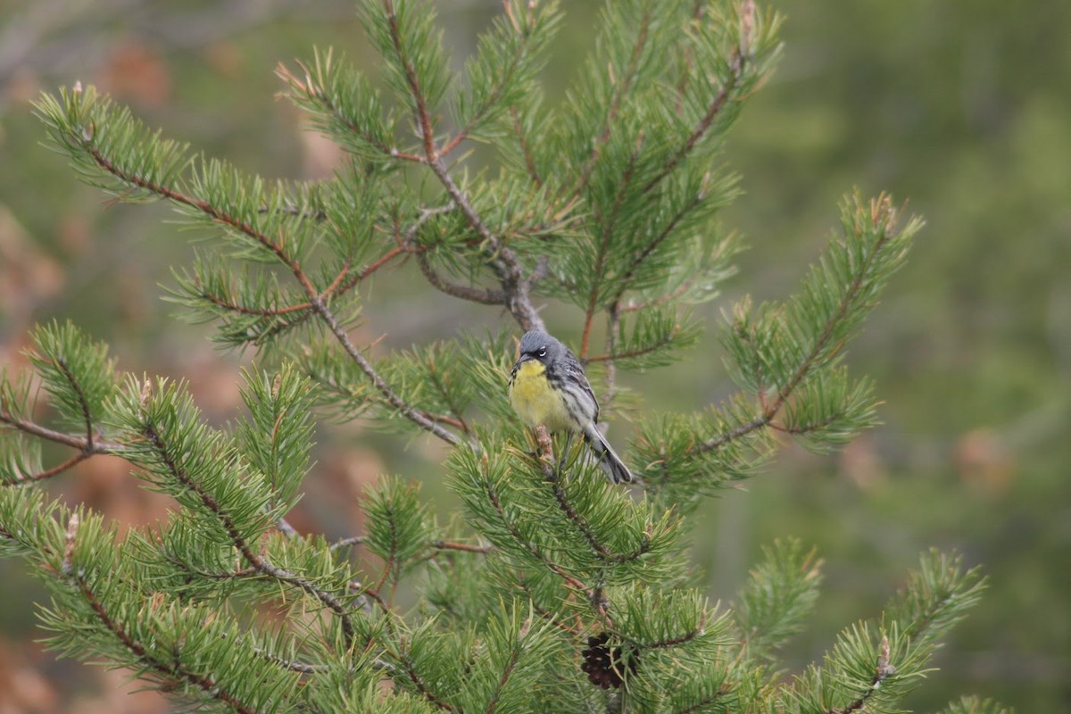 カートランドアメリカムシクイ - ML647896800