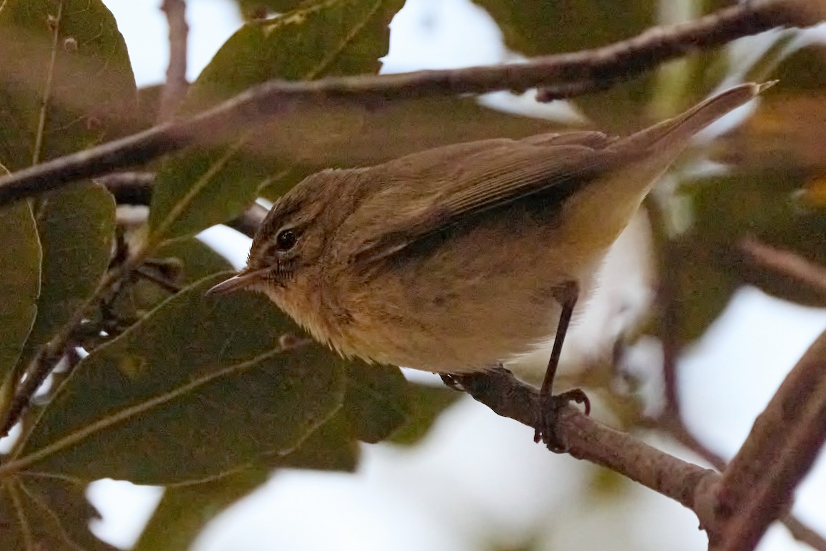 チフチャフ - ML647896801