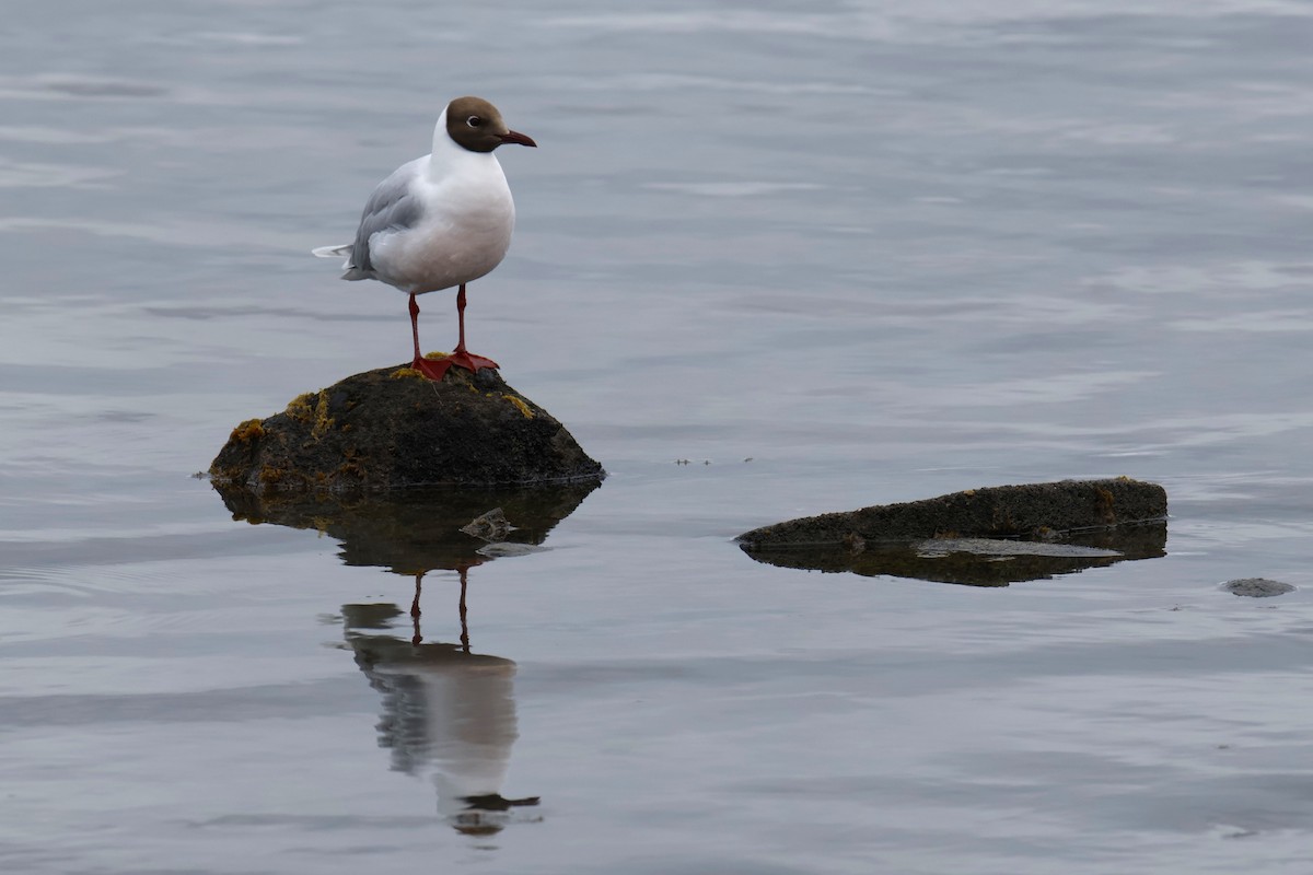 ミナミユリカモメ - ML647896802