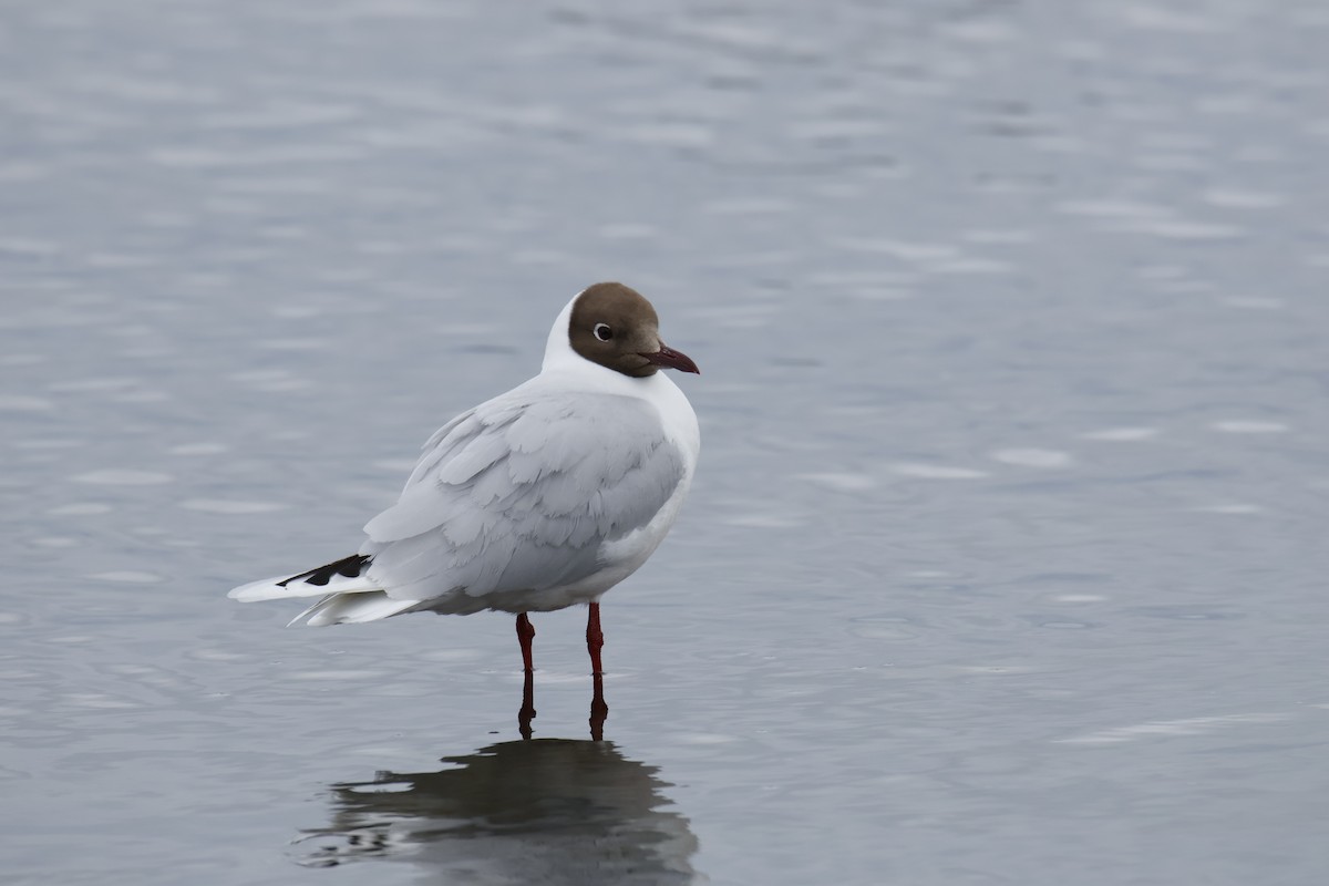 ミナミユリカモメ - ML647896803