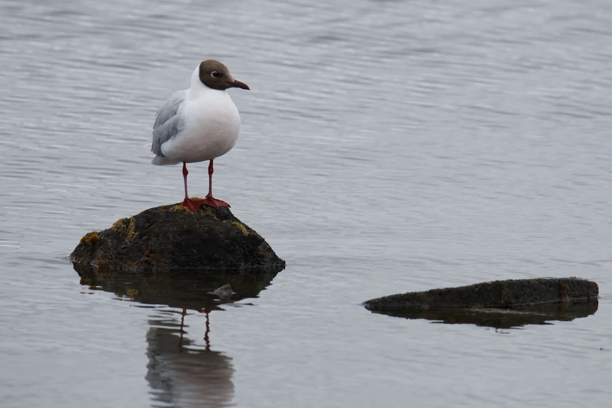 ミナミユリカモメ - ML647896804