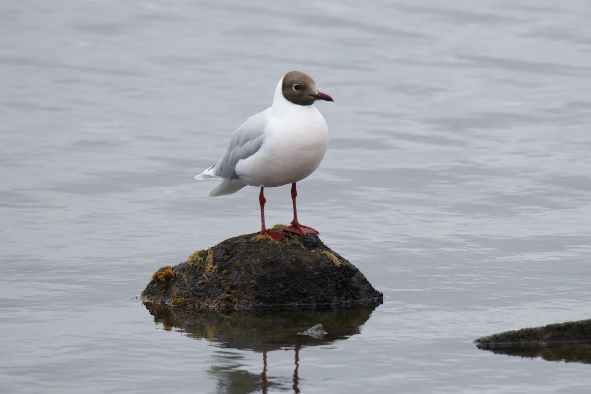 ミナミユリカモメ - ML647896805