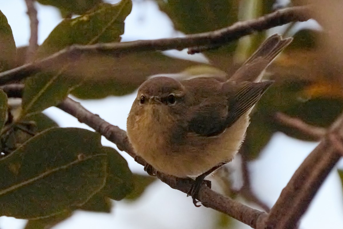 チフチャフ - ML647896812