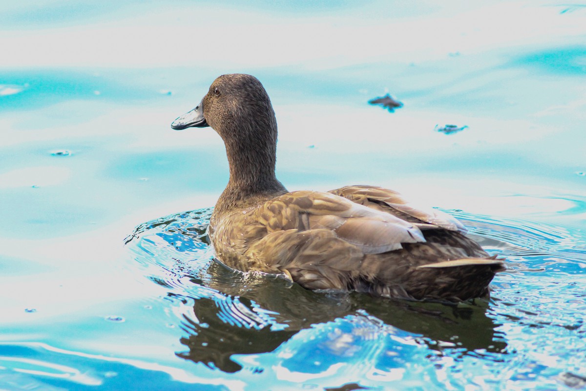 マガモ（アヒル、家畜） - ML647896813