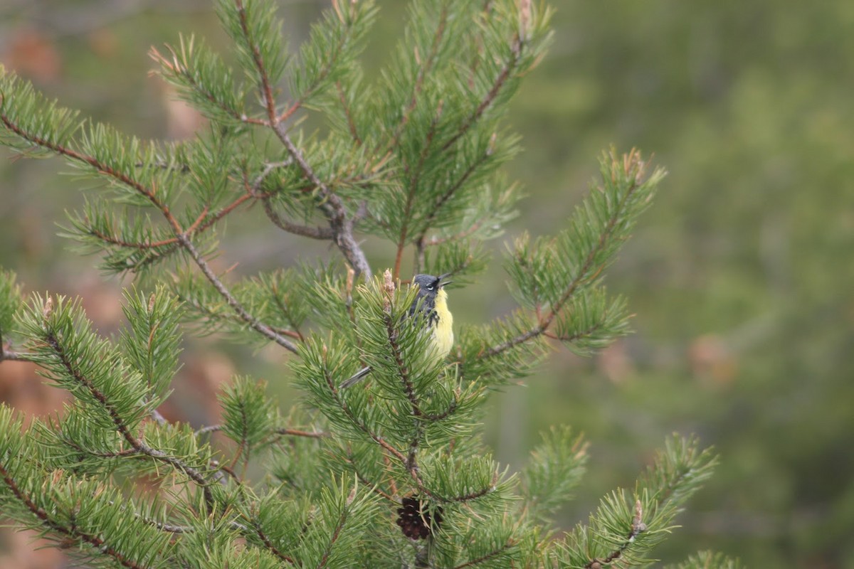 カートランドアメリカムシクイ - ML647896816