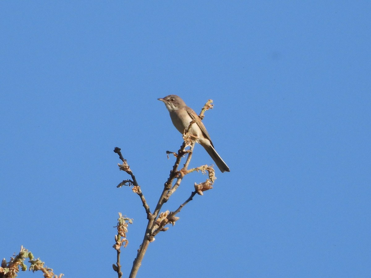 ノドジロムシクイ - ML647896817