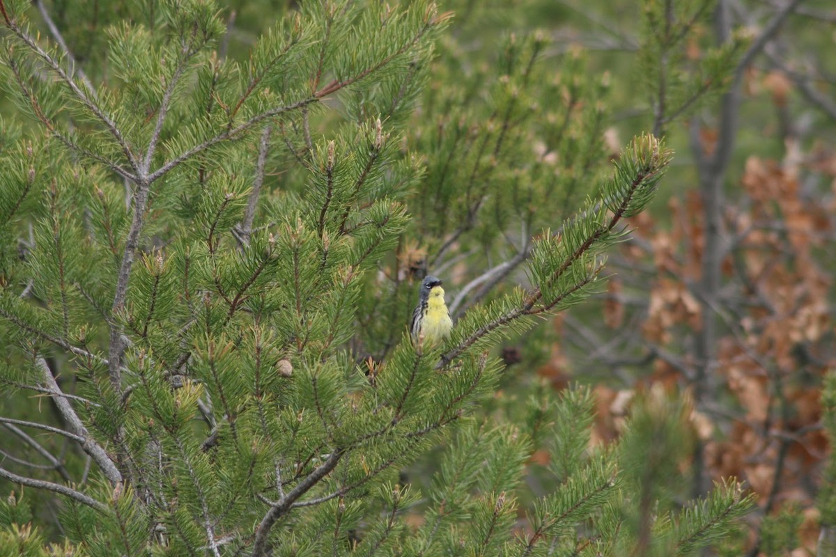 カートランドアメリカムシクイ - ML647896819