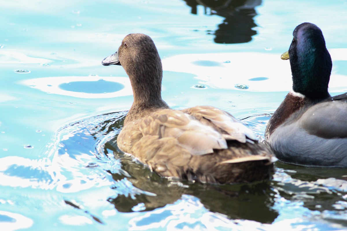 マガモ（アヒル、家畜） - ML647896821