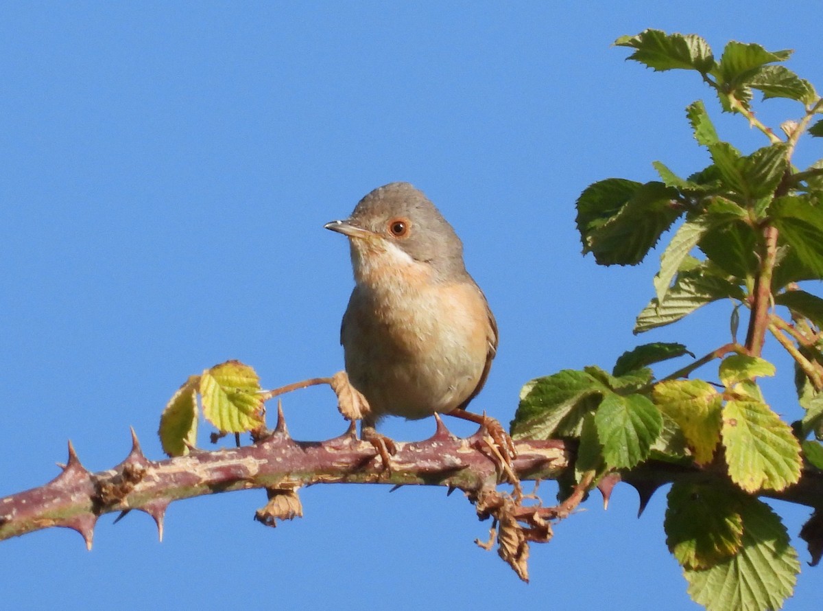 ニシアコウザンムシクイ - ML647896833