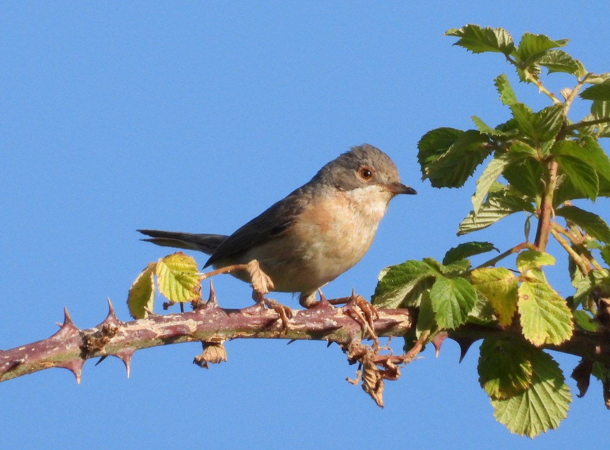 ニシアコウザンムシクイ - ML647896834