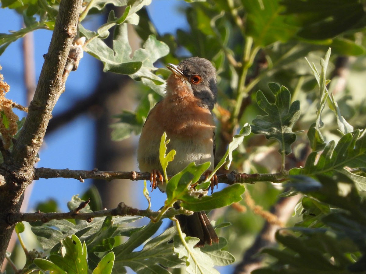 ニシアコウザンムシクイ - ML647896835