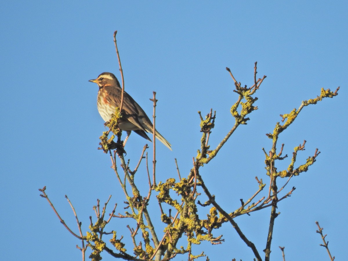 Redwing - ML647896838