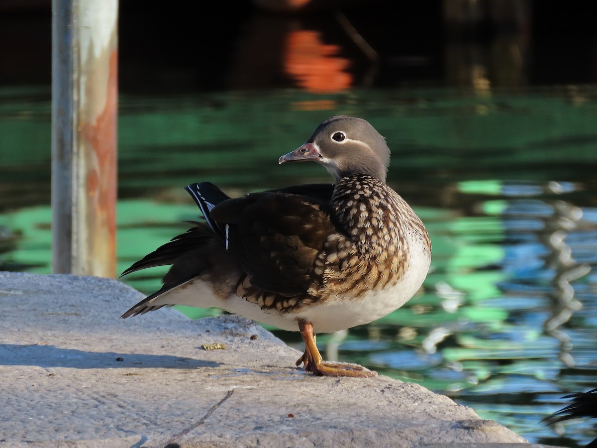 Мандаринка - ML647896882