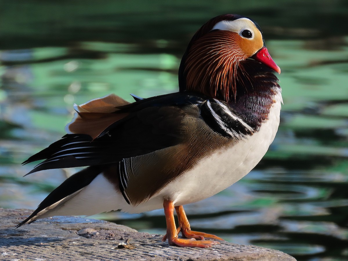 Мандаринка - ML647896883