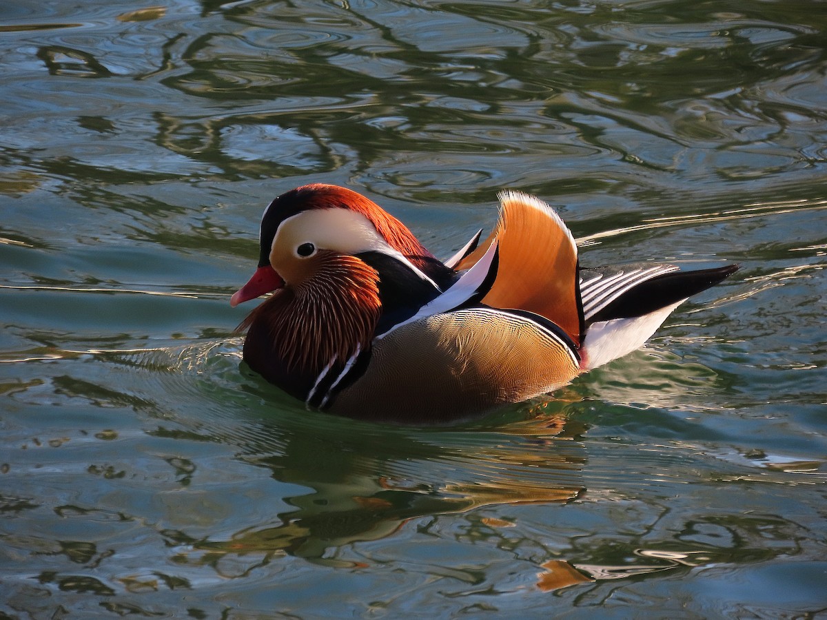 Мандаринка - ML647896884