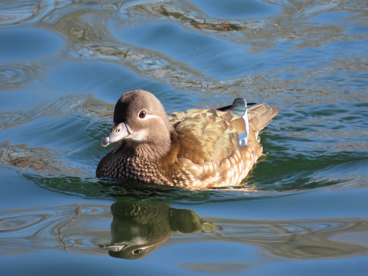 Мандаринка - ML647896885