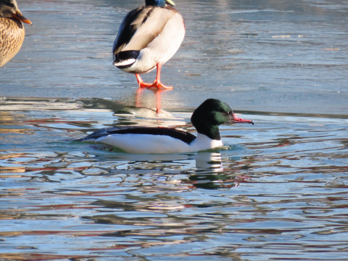 Grand Harle - ML647896905