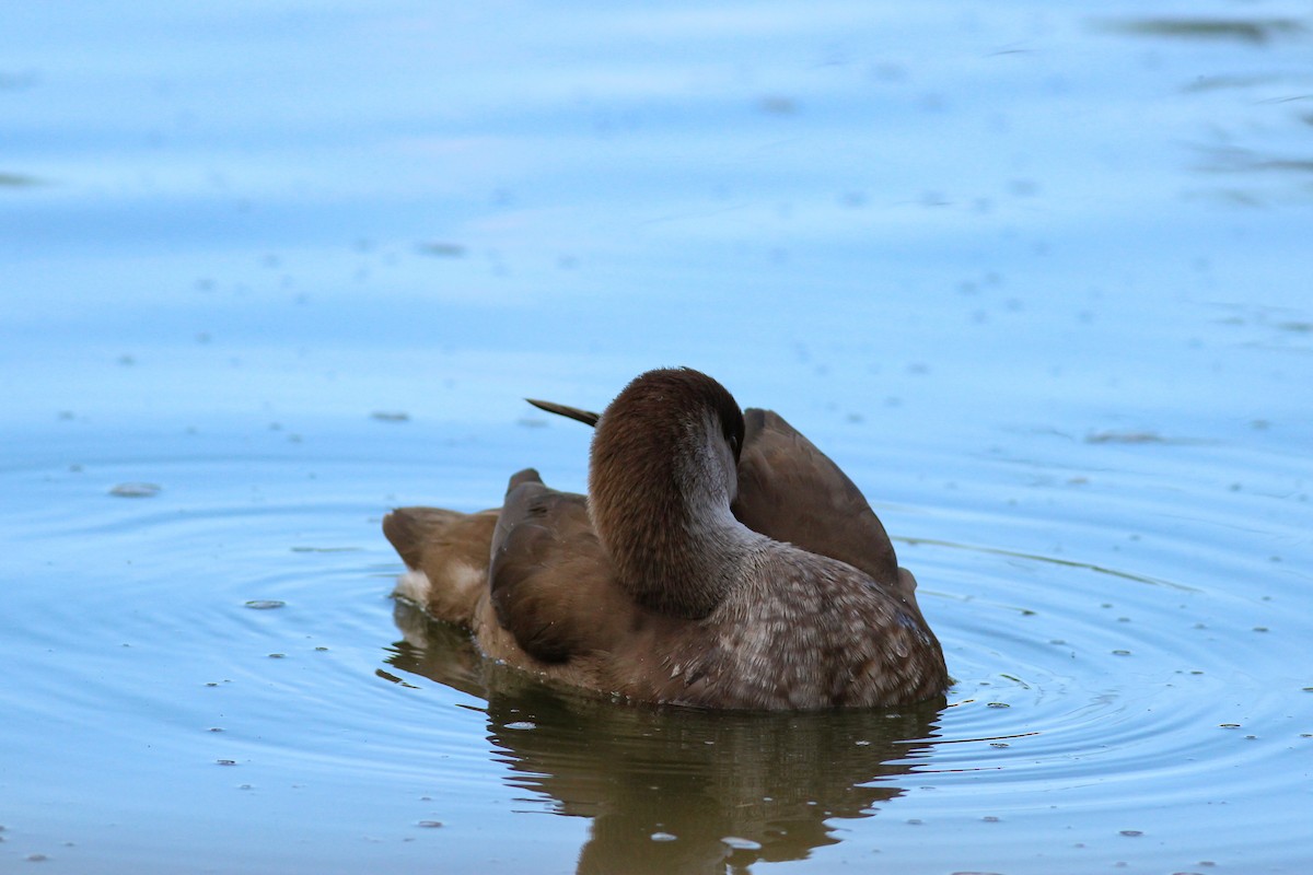 Nette rousse - ML647896907