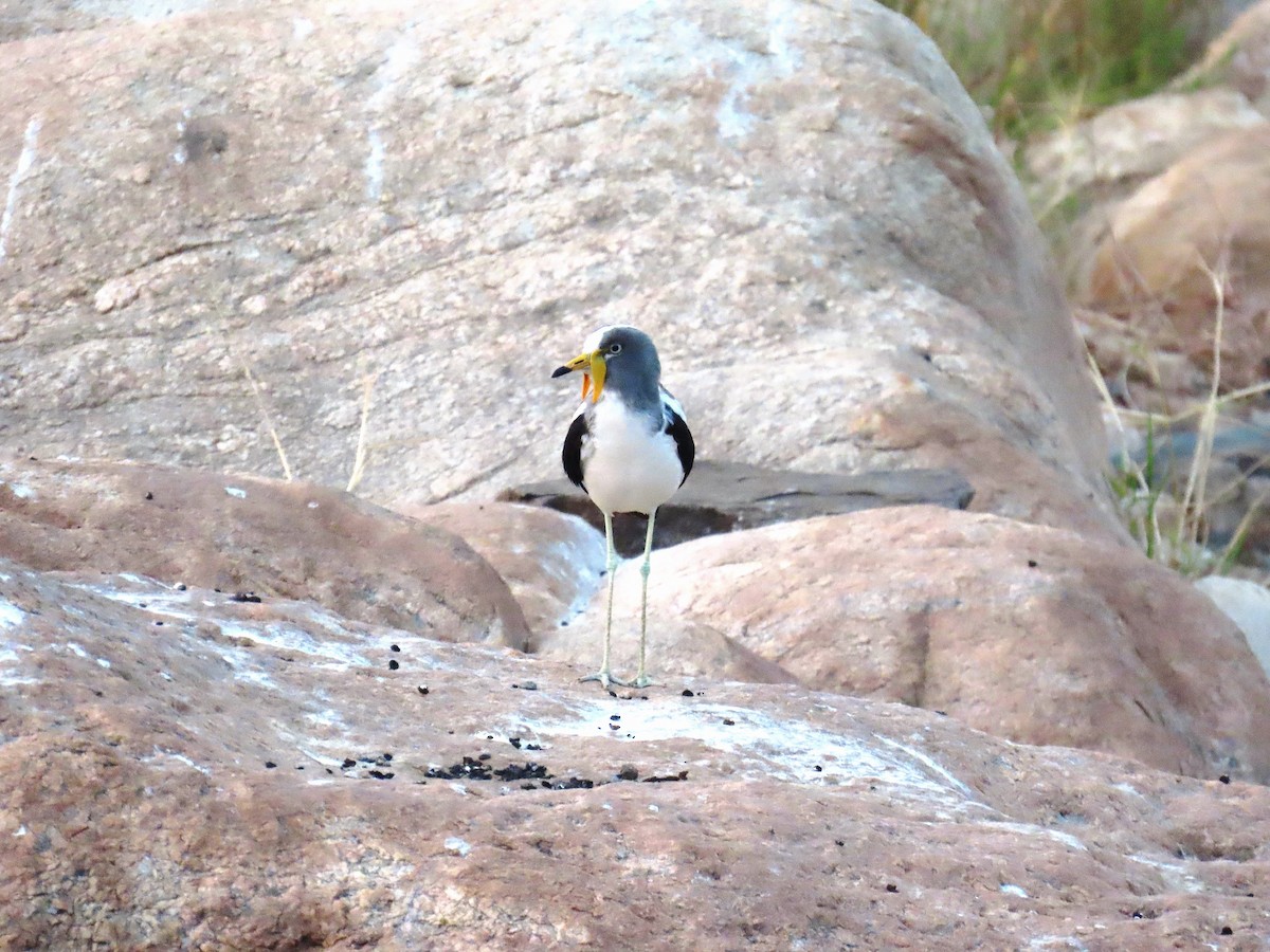 Vanneau à tête blanche - ML647896908