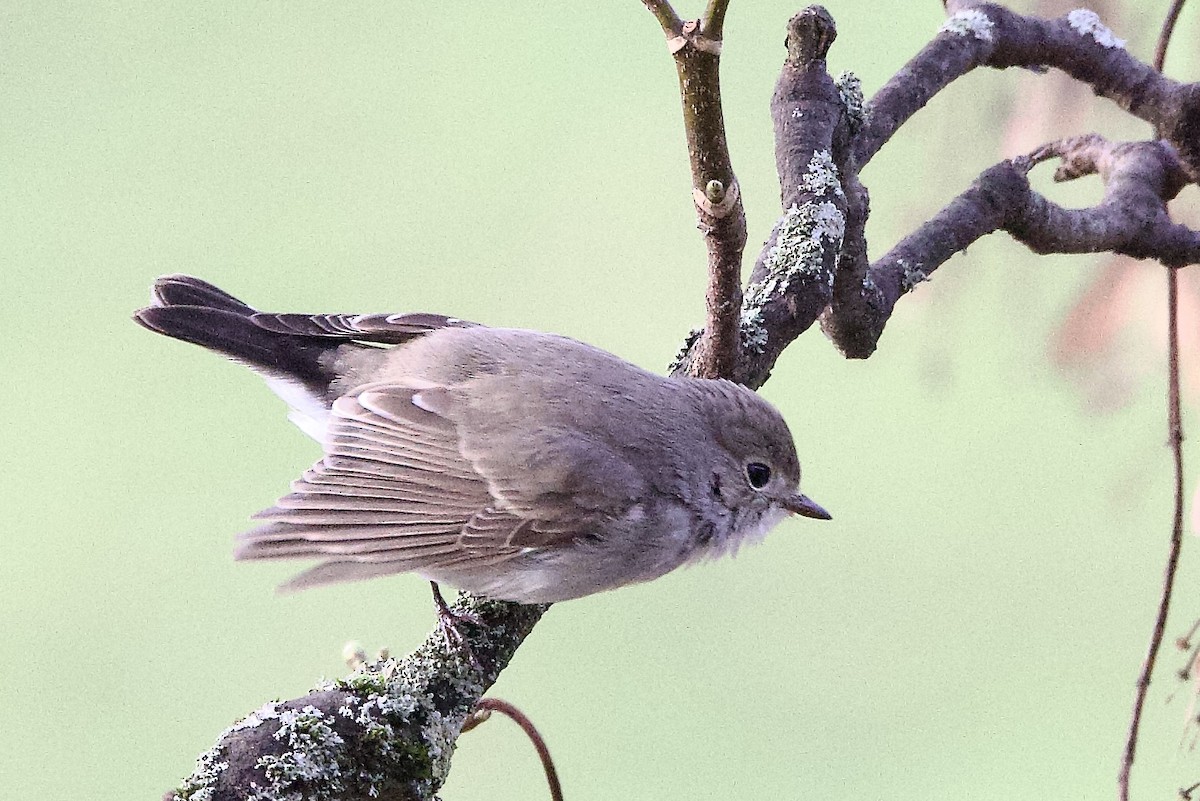 Gobemouche de la taïga - ML647896909