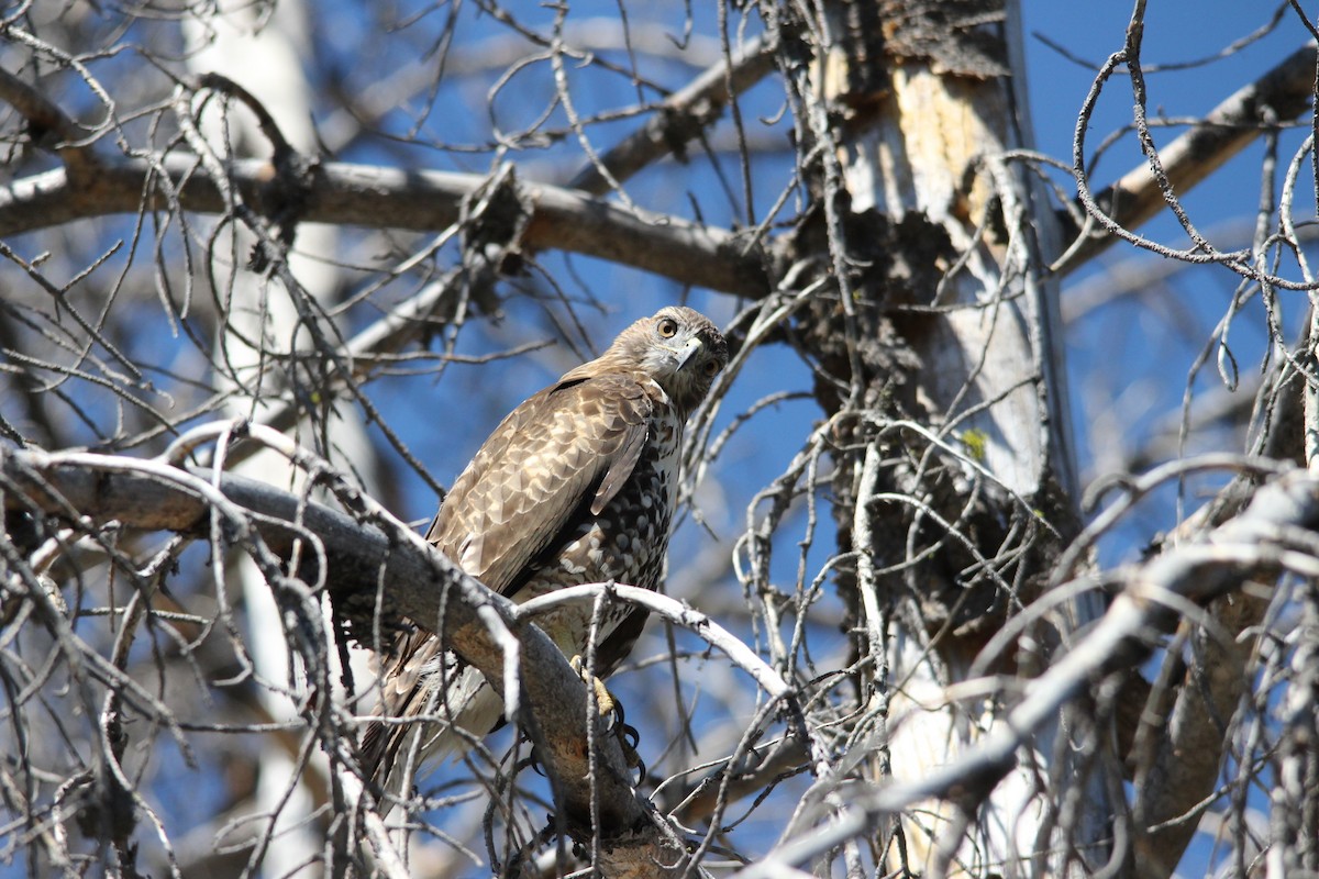 Red-tailed Hawk - ML64789691