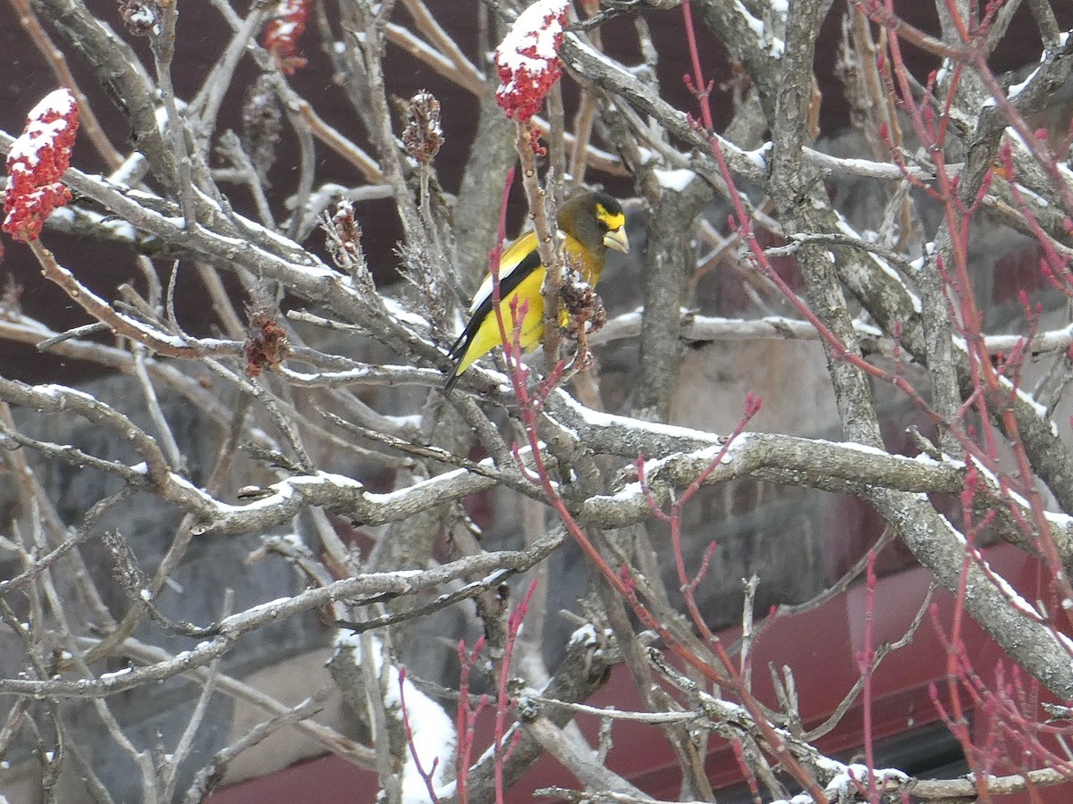 Gros-bec errant - ML647896912