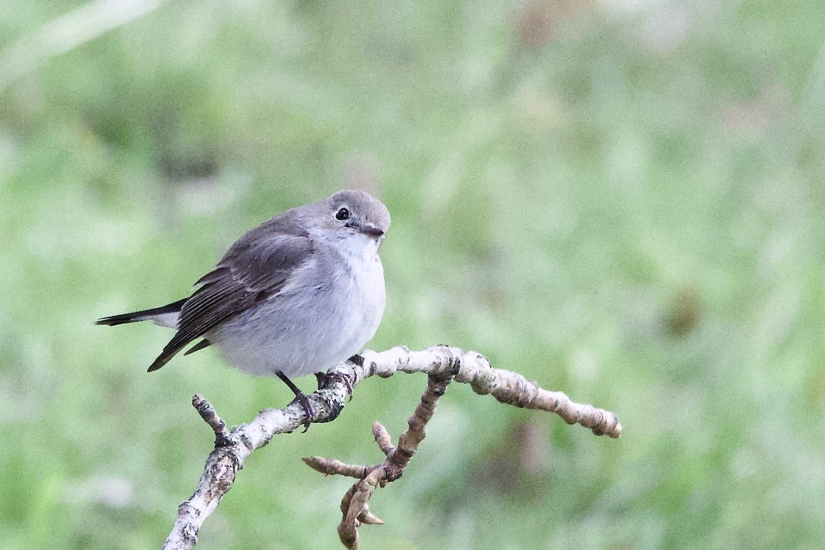 Gobemouche de la taïga - ML647896913
