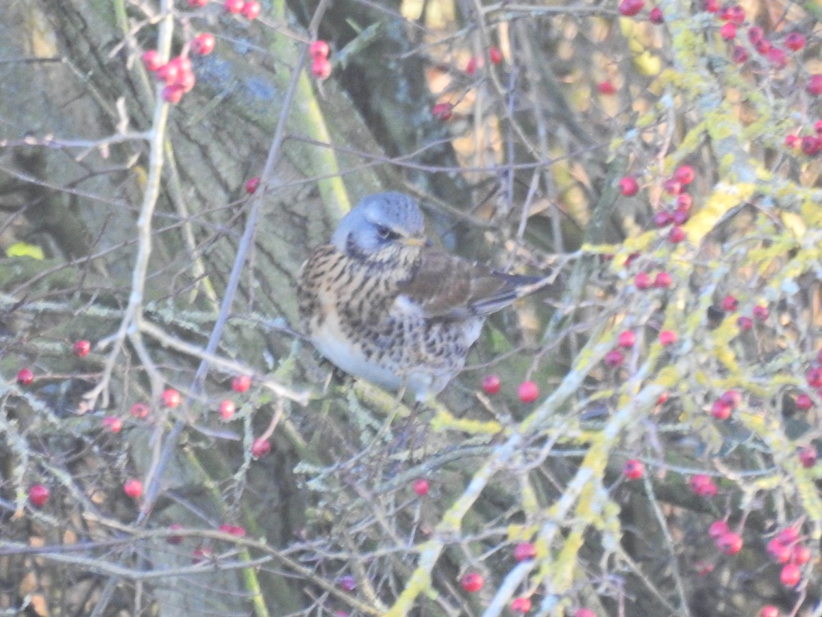 Grive litorne - ML647896915